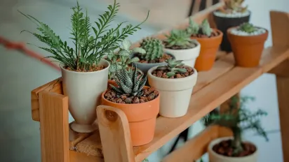 Чому не можна дарувати квіти в горщиках: прикмети, забобони та способи захисту - фото