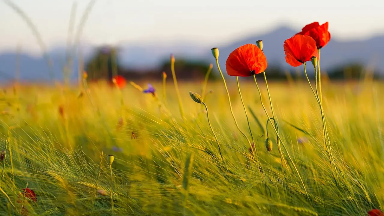 Спека в Україні сягне +38°, а потім стрімко похолоднішає, - синоптик 