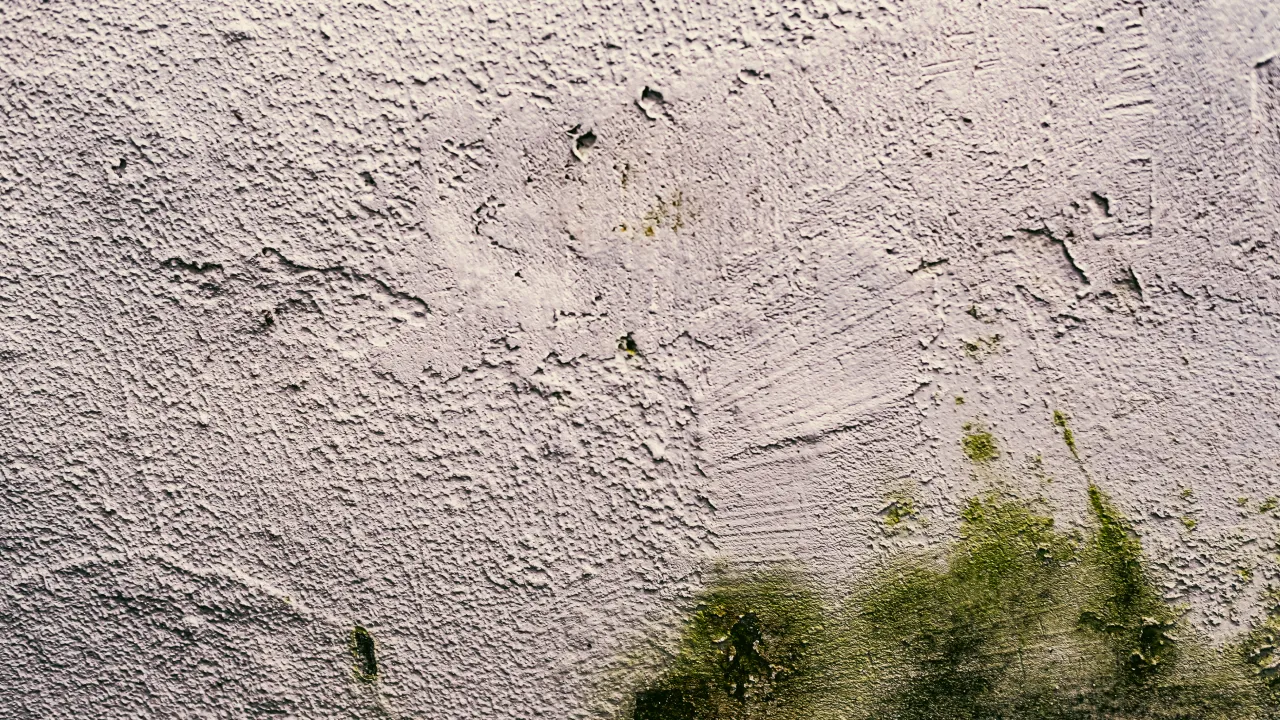 Як ефективно позбутись чорної плісняви на стінах: простий домашній лайфхак 