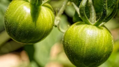 Народні рецепти проти фітофтори: чим обробити помідори - фото