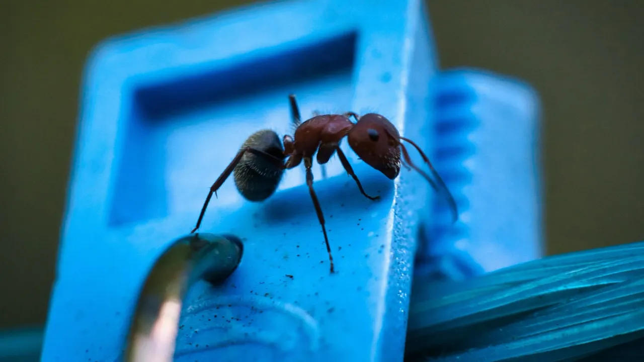 Як позбутися мурах на кухні: 5 звичок, що їх приваблюють 