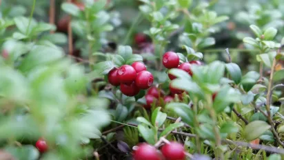 Що приносили в дім 23 серпня, щоб рік не знати хвороб: народні прикмети - фото