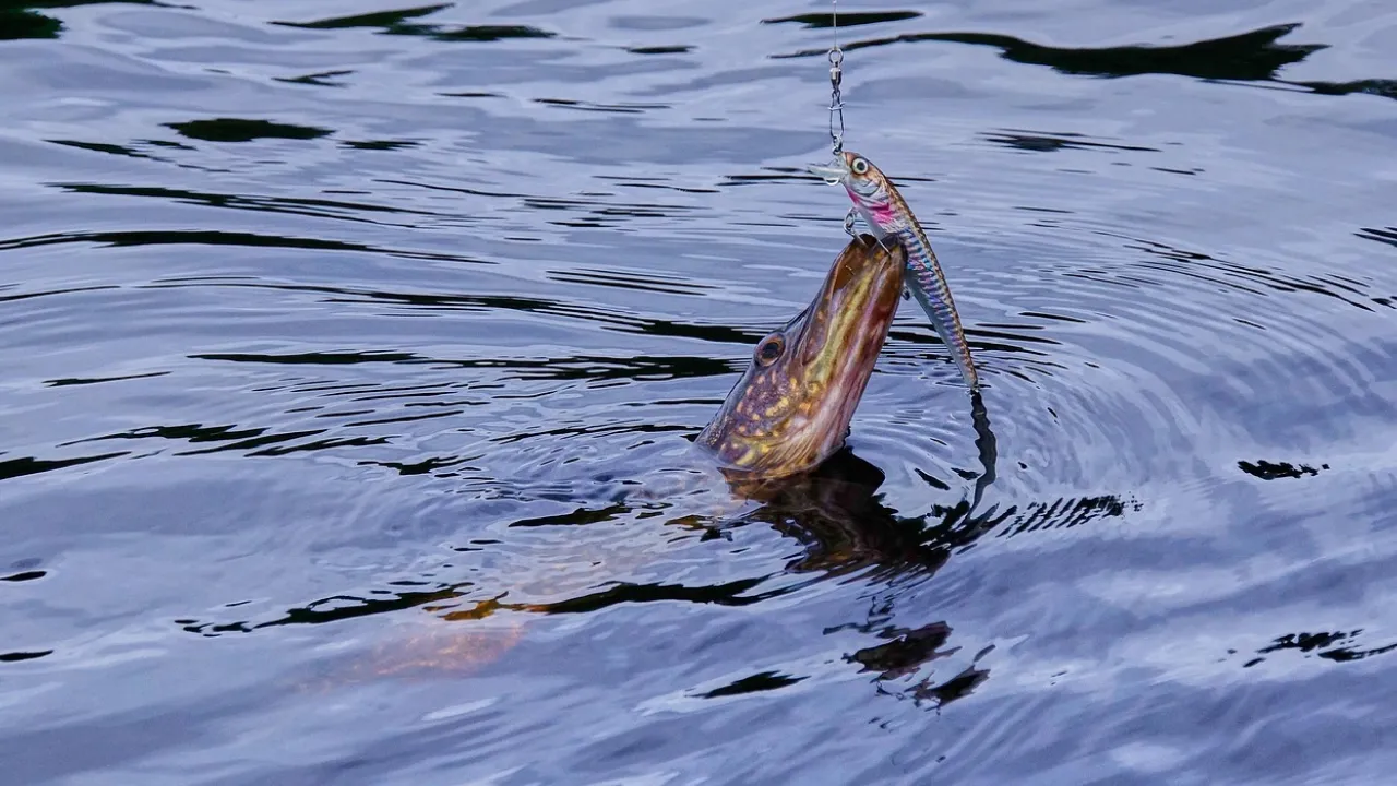 Стало відомо, яку рибу не можна ловити в Україні 