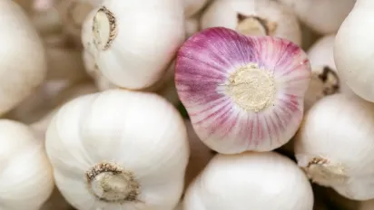 Після яких культур не радять висаджувати озимий часник: поради городників - фото