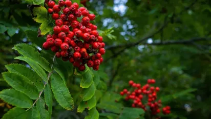 Якою буде погода у вересні: прогноз народного синоптика - фото