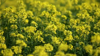 Осіння підживка: які сидерати найкорисніші для городу в серпні? - фото