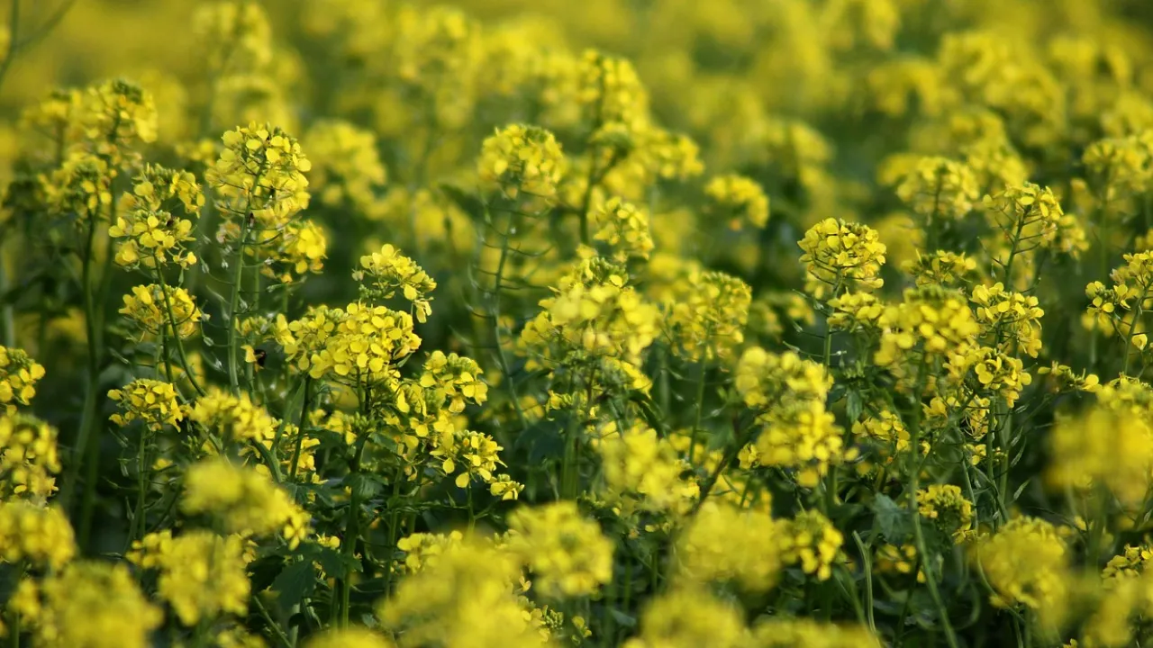 Осіння підживка: які сидерати найкорисніші для городу в серпні? 