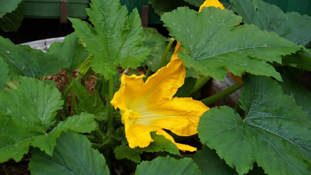 Як підживити кабачки в серпні: секрети для рясного врожаю до заморозків 