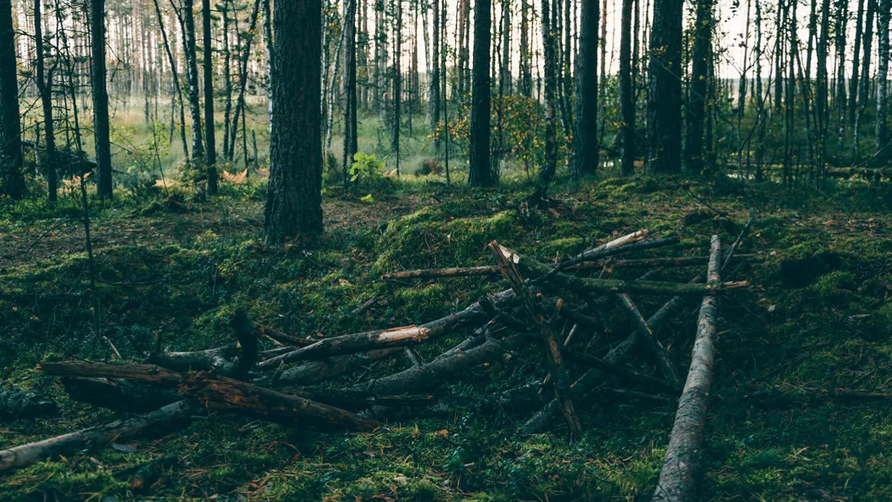 Повалені дерева на узбіччі — чи можна забирати на дрова у 2025 