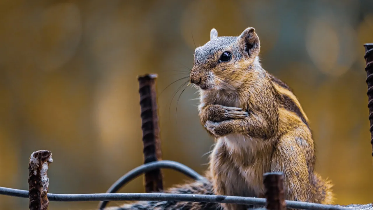 Останній тиждень літа почнеться осінньою свіжістю, а закінчиться спекою, - синоптикиня Діденко 