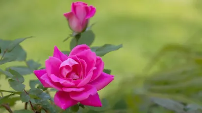 Як підживити троянди у серпні, щоб вони цвіли до пізньої осені - фото