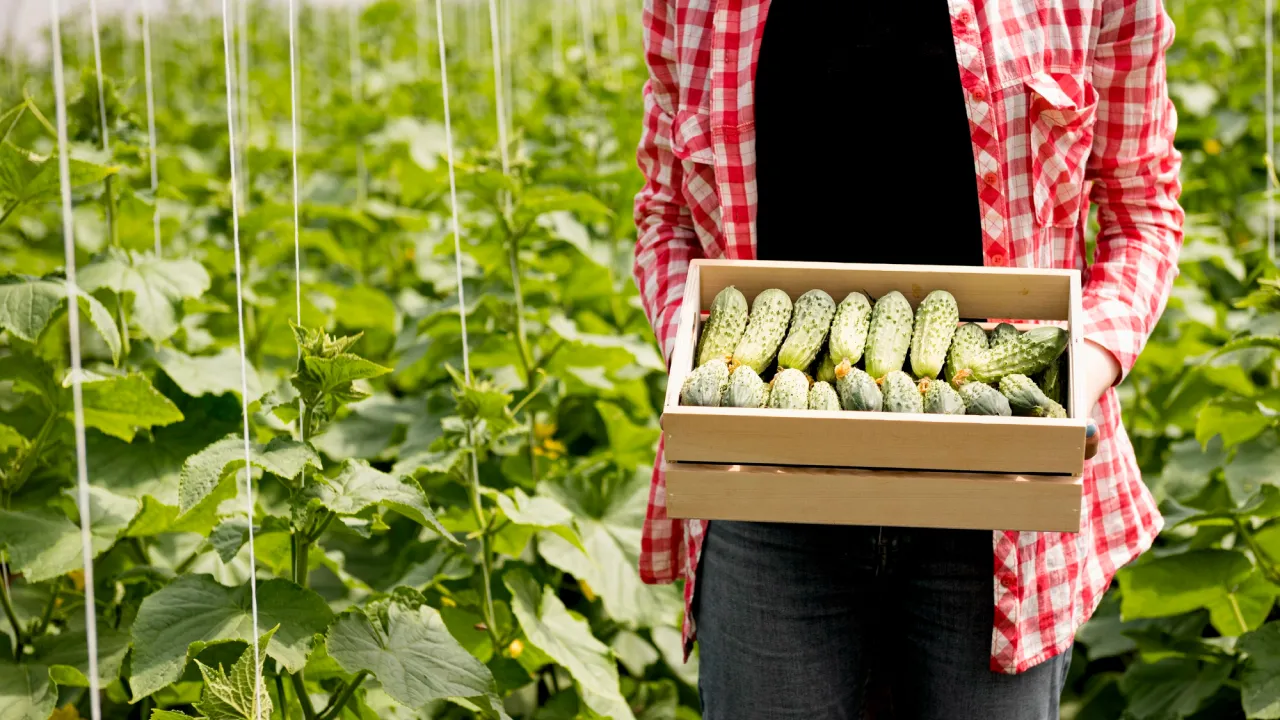 3 дні, коли не можна збирати огірки: прикмети, які рятують урожай 
