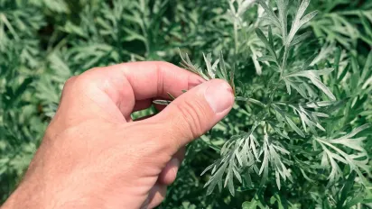 Забудьте про хімію: натуральний спосіб позбутися бліх у квартирі - фото