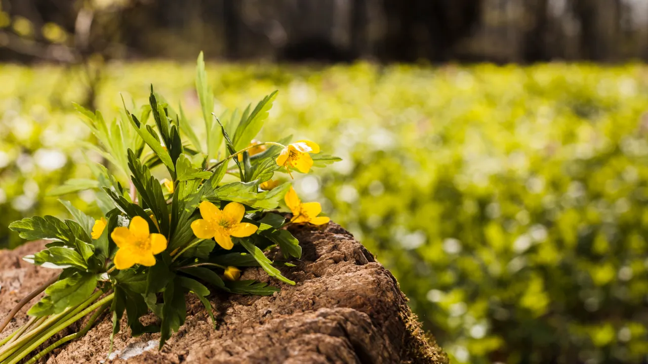 Яке свято 27 серпня: що не можна робити та які прикмети варто знати 