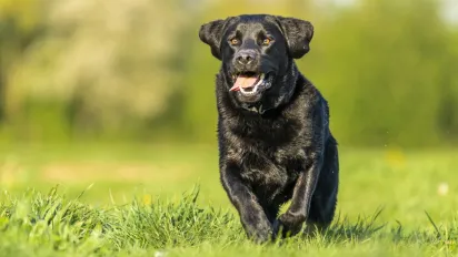 Чому ваш собака злиться на одних людей, а інших обожнює - фото