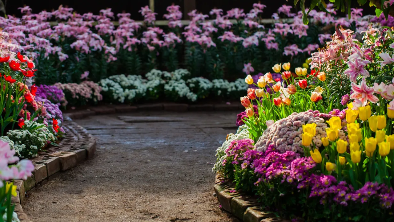 Ця красива квітка може знищити ваш сад: дізнайтесь, як її контролювати 