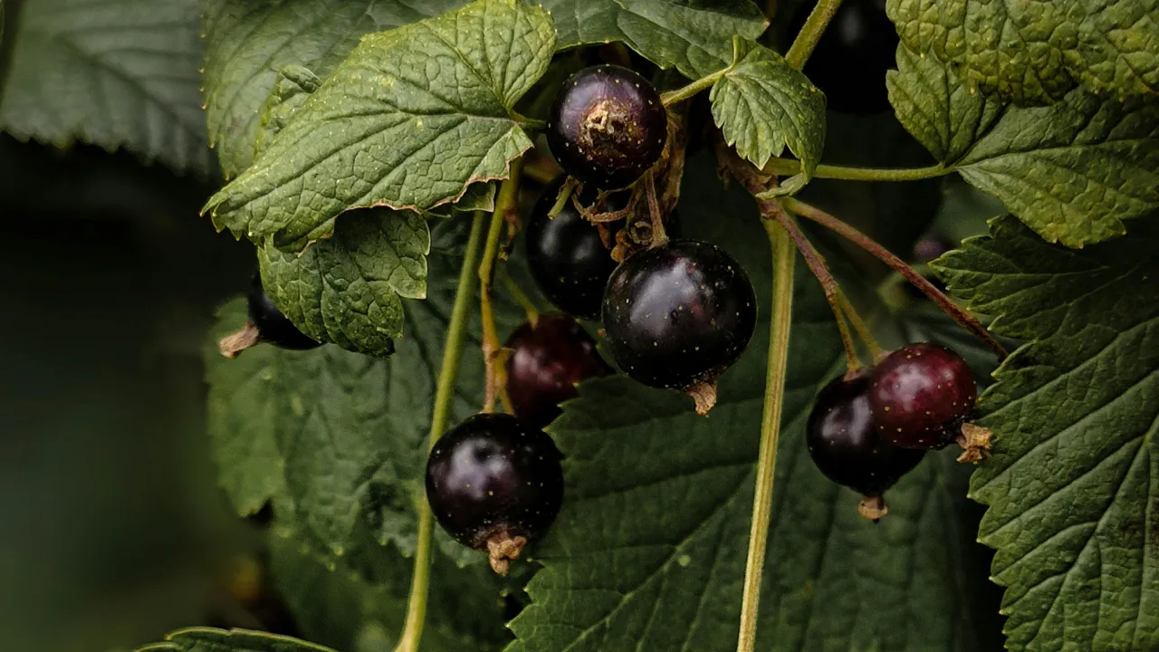 Як доглядати за смородиною в серпні та вересні, щоб наступного сезону зібрати щедрий урожай ягід 