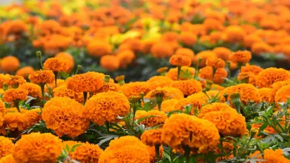 У жодному разі не садіть чорнобривці поруч із цими рослинами: кого вони пригнічують - фото