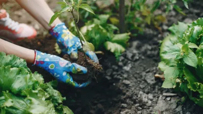 Останній шанс цього року: які овочі та дерева садити у вересні - фото