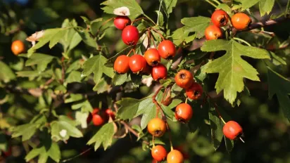 Чому 31 серпня не можна дарувати і приймати подарунки: народні прикмети - фото