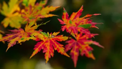Що не можна віддавати з дому 1 вересня, щоб не притягнути лихо: народні прикмети - фото