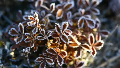 В Україну прийде арктичний холод: коли чекати перших заморозків - фото