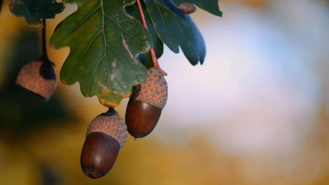 Укргідрометцентр повідомив, яка погода буде у вересні 2025 