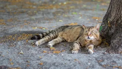 До +37°: синоптик назвав області, де в Україні ще триватиме літо - фото