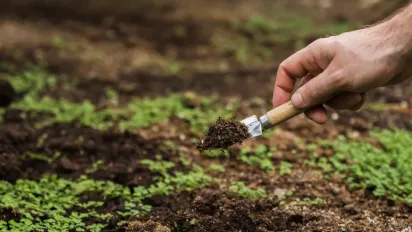 Що варто садити у вересні: великий список рослин  - фото