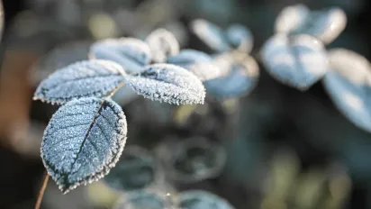 Перші дні вересня ще теплі, але похолодання вже на порозі: коли чекати перші заморозки - фото