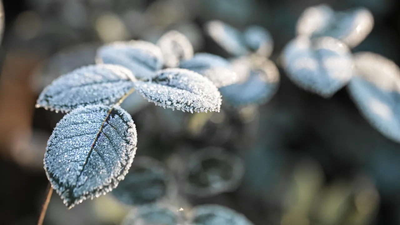 Перші дні вересня ще теплі, але похолодання вже на порозі: коли чекати перші заморозки 