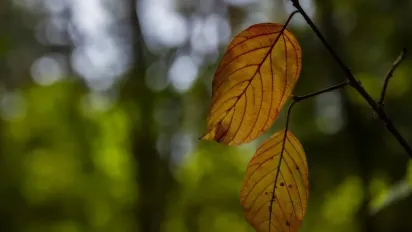 Скоро осінь нагадає про себе: синоптик назвав дату, коли в Україні похолодає - фото