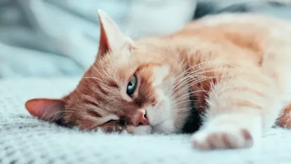 Чому не варто цілувати кота: поради ветеринарів та не тільки - фото