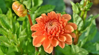 Як підготувати жоржини до зимівлі: докладна інструкція для пишного цвітіння навесні - фото