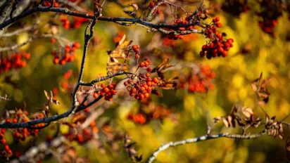 Синоптик повідомив, коли в Україні почнеться осіннє похолодання - фото