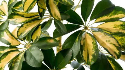 Квіти - "енергетичні вампіри": яких рослин краще уникати вдома - фото