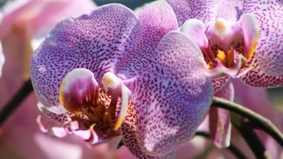 Як змусити орхідею зацвісти вдруге: секрети від садівника - фото