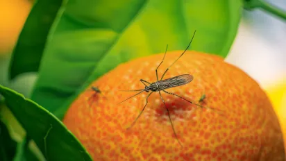 Як швидко позбутися мошок у квартирі: дієві лайфхаки від блогерів - фото
