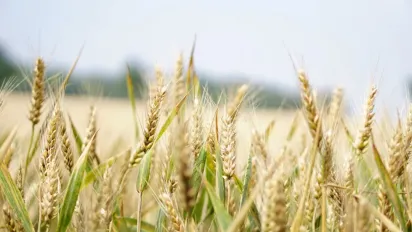 До 80% врожаю під загрозою: в Україні шириться небезпечний шкідник - фото