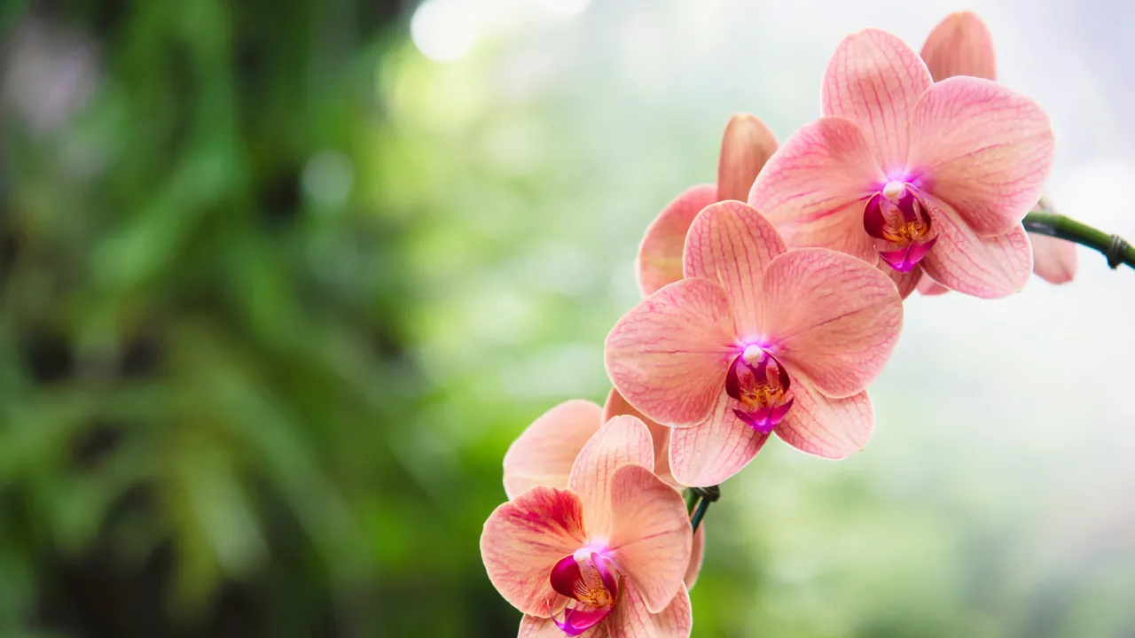 Вересневий секрет: як змусити орхідею зацвісти вдруге 
