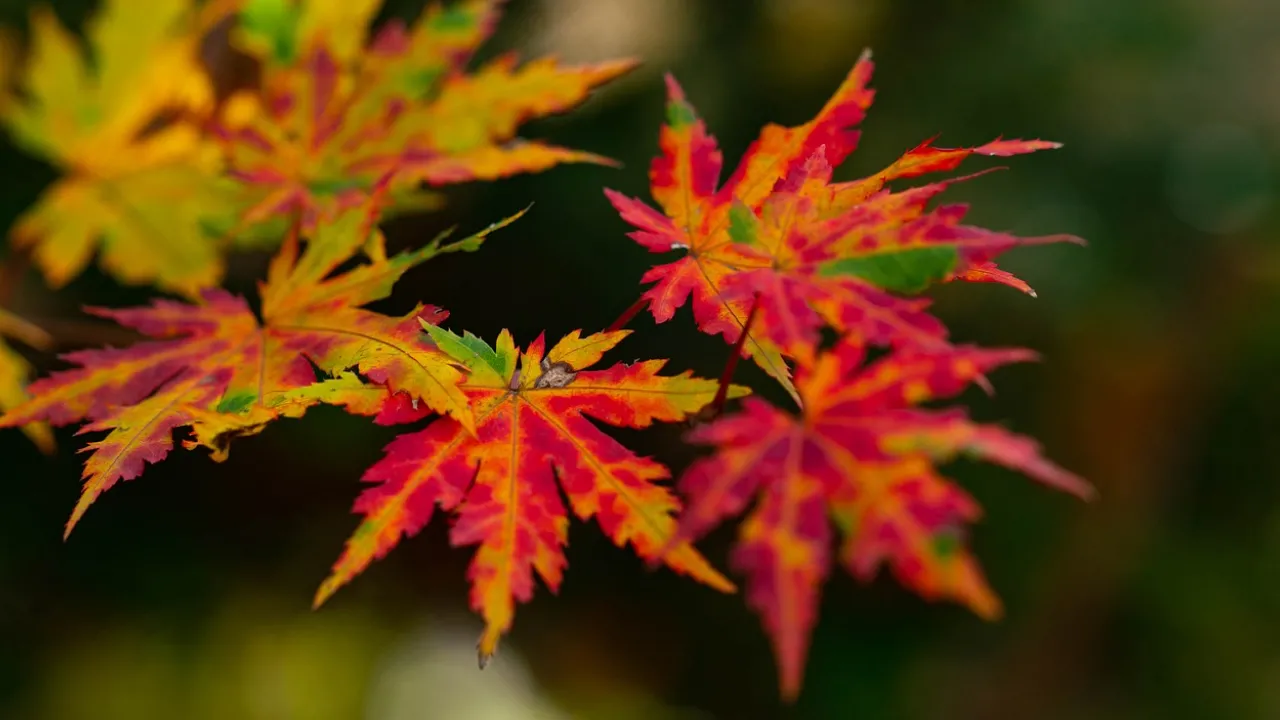 Що не можна приносити в дім 3 вересня, щоб не накликати злидні: народні прикмети 