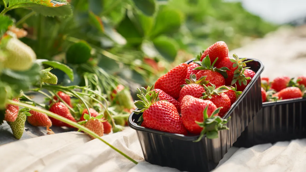 Коли садити полуницю восени, щоб навесні зібрати відра ягід: важливі правила 