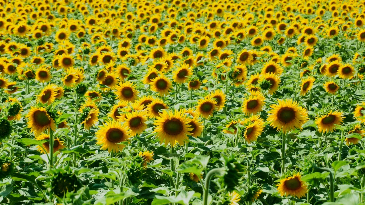 4 вересня принесе несподіванку: що приховує «лінія сходження» для погодніх умов 