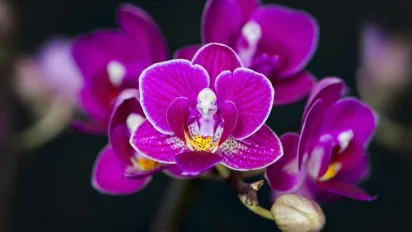 Орхідея зацвіте восени, якщо раз на місяць підгодовувати її одним простим засобом - фото