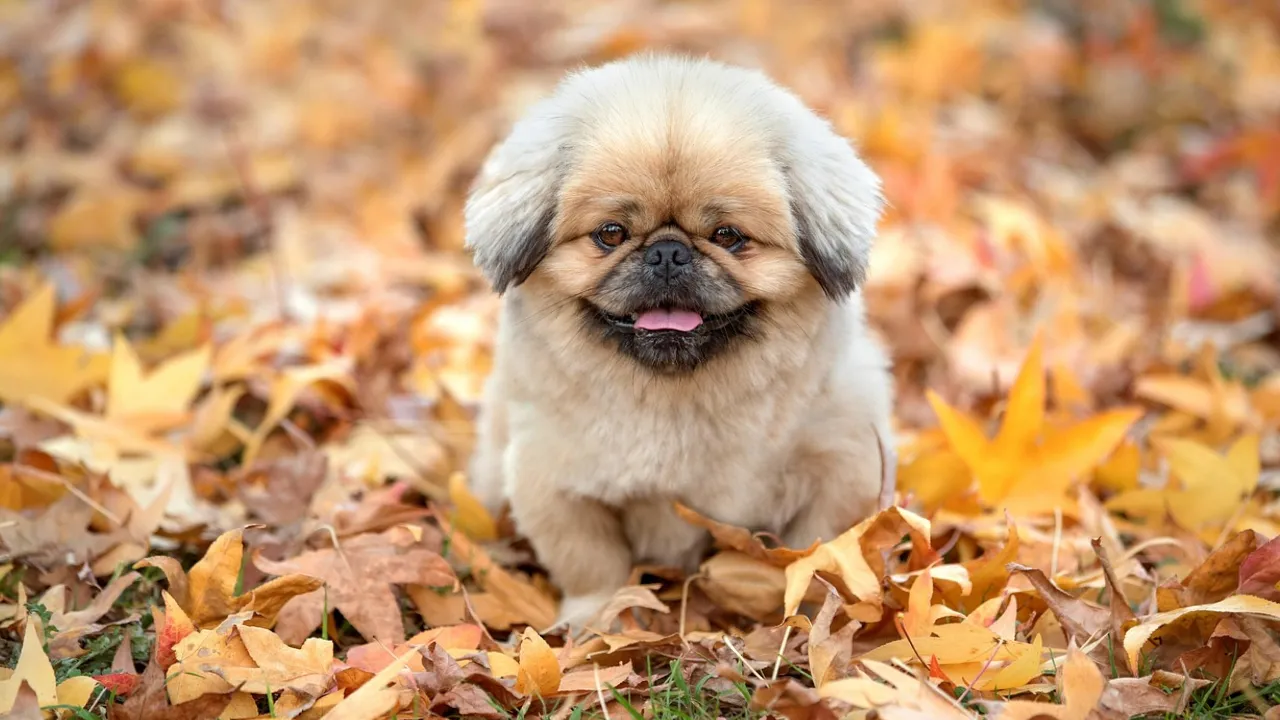 Якою буде погода на початку вересня: прогноз синоптиків 