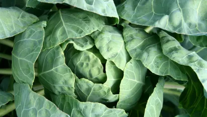 Ціни на найпопулярніший овоч злетіли: скільки коштує 1 кг і чого чекати далі - фото