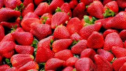 Посадка полуниці восени: коли краще саджати, щоб мати відра врожаю - фото