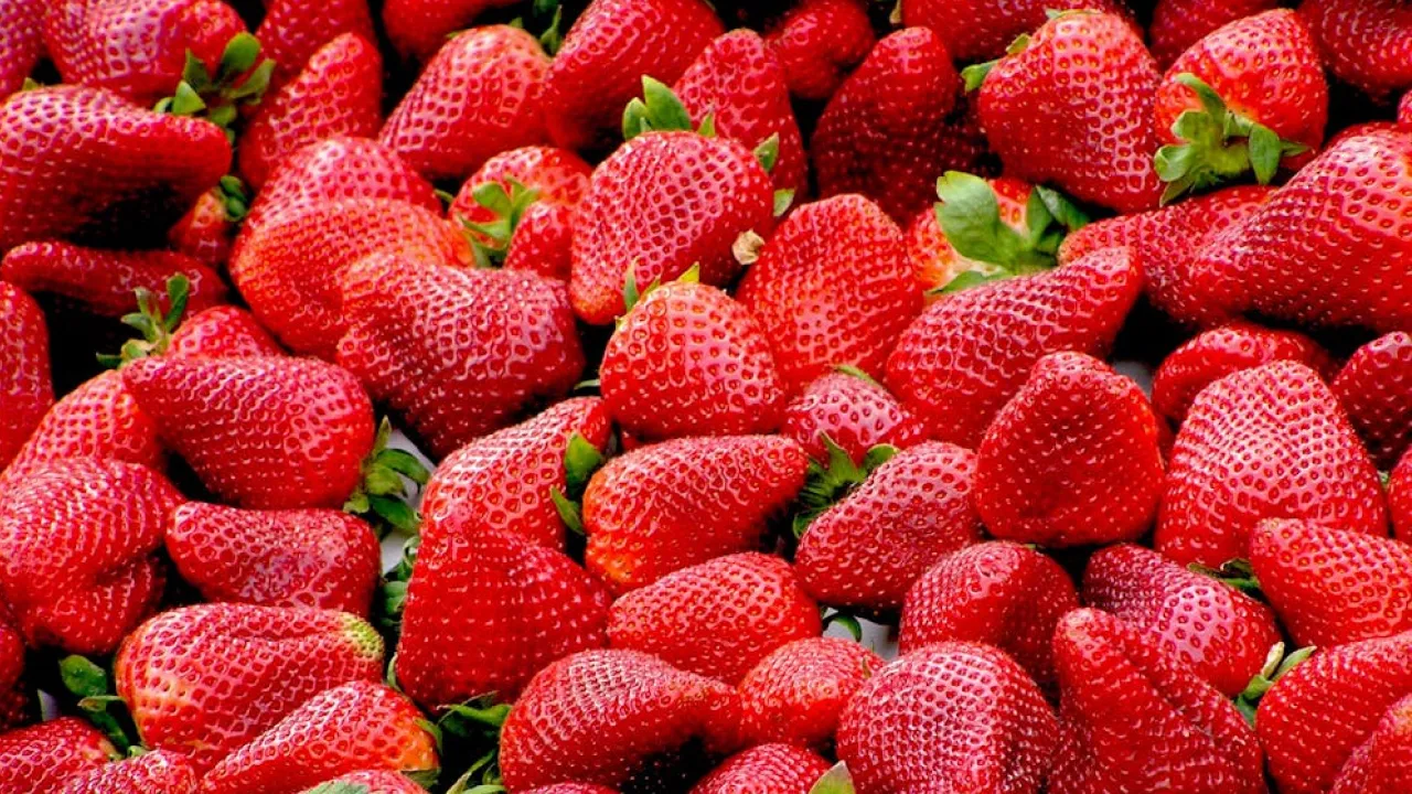 Посадка полуниці восени: коли краще саджати, щоб мати відра врожаю 