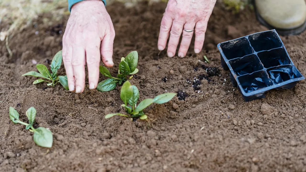 Озимі культури та зелень: що висадити у вересні для багатого врожаю 