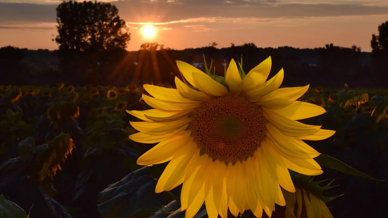 Традиції та прикмети на 4 вересня: чому цього дня боялися вогню та навіщо плели вінки з цибулі 